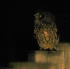 A Tasmanian boobook owl spotted at Cape Liptrap, Saturday night, October 31. Photo by Pauline Wilkinson