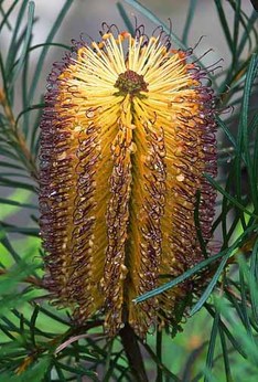 Banksia spinulosa, Royal Tasmanian Botanical Gardens, by JJ Harrison