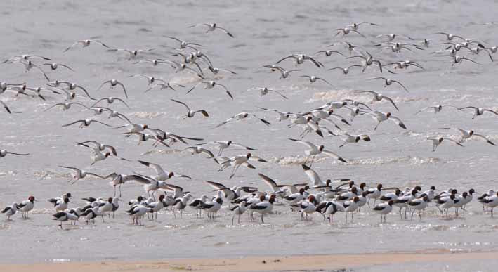 Red-necked avocets and banded stilts at Jam Jerrup. Photo: Jack Airey