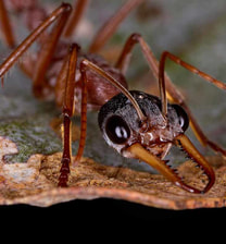 Black-headed Bull-Ant (Myrmecia nigriceps) Photo: patrickkavanagh
