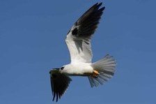 The resident black-shouldered kites have shown great interest in the work. Photo: Geoff Glare