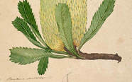 Banksia serrata, watercolour by John Lewin, 1803-08