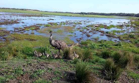 ​The appearance of an emu with 10 chicks is a fitting commemoration of the first 10 years of the Wonthaggi Rifle Range wetlands. Photo: Leonie Smith